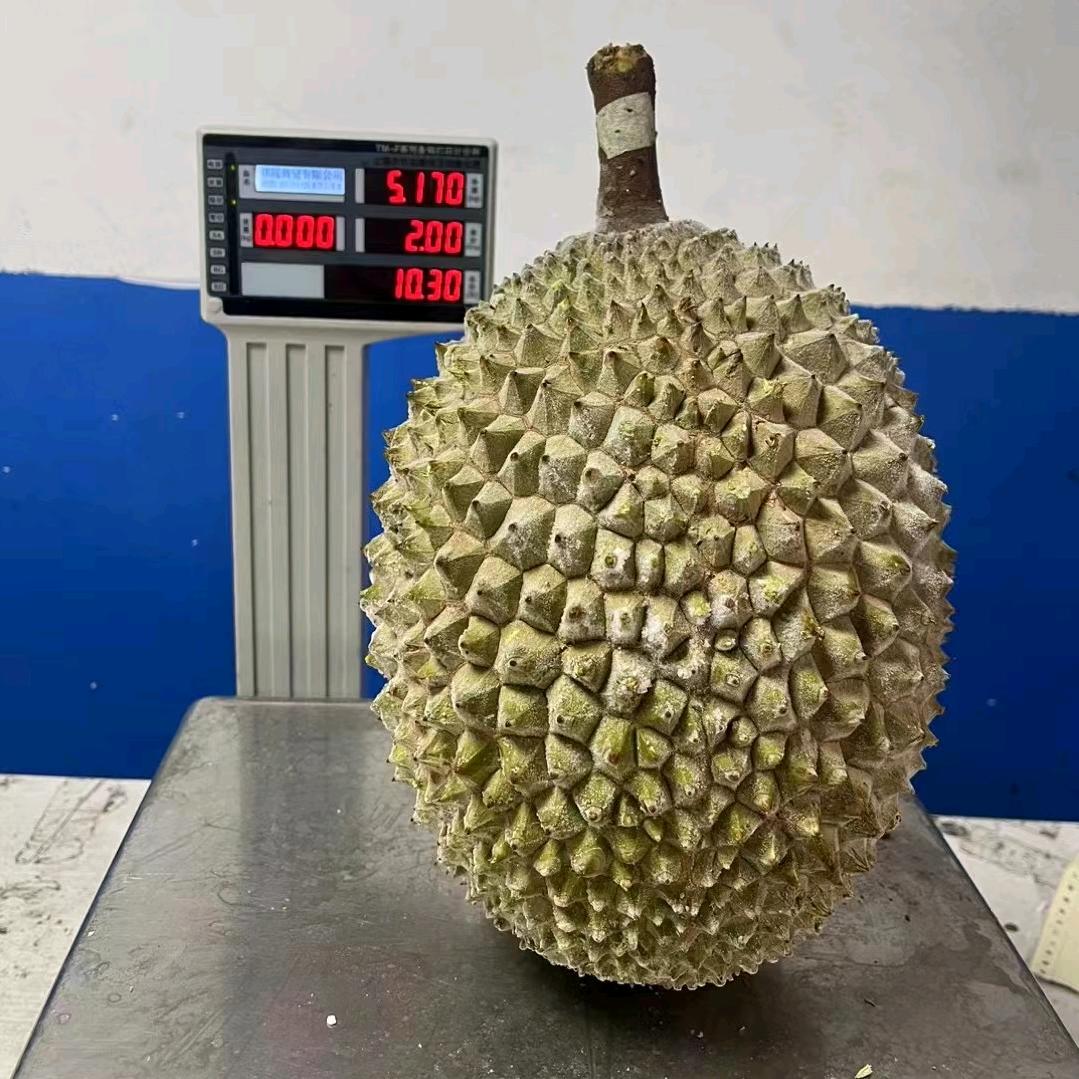 马来西亚黑刺榴莲