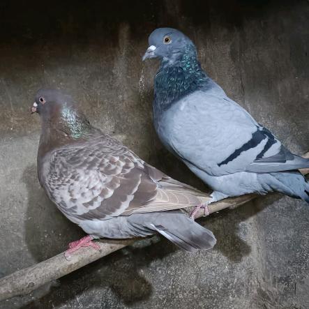 向往自由的马🐴