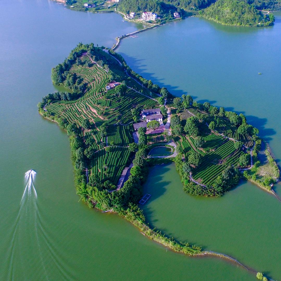 上犹~龙门岛茶叶