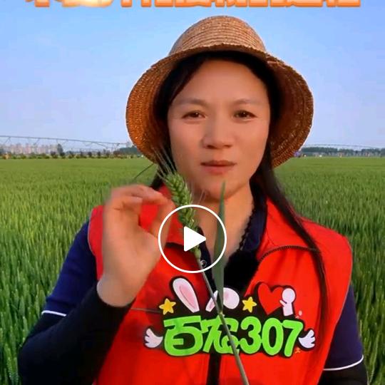 麦子姐