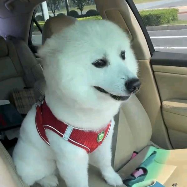 淡若清风