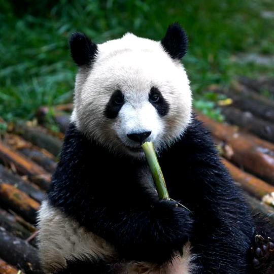 安 好