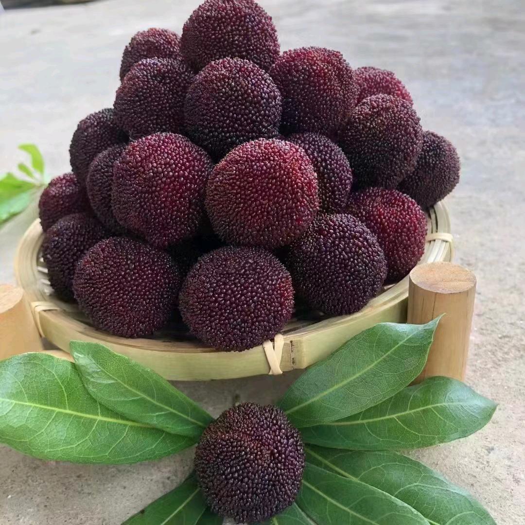 漳州港杨梅君