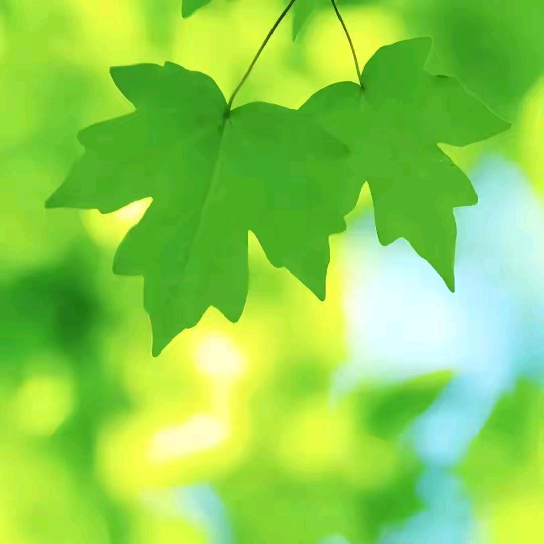 🍎囍5186688囍🍎