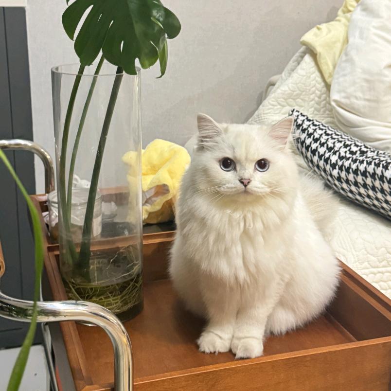 家有千金🐱