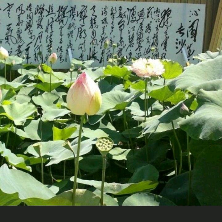 真善美
