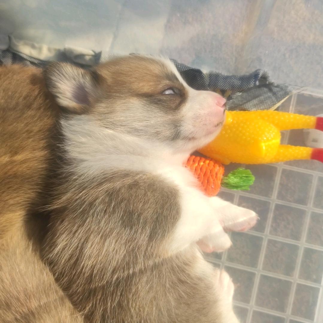 柯基普森（犬舍）