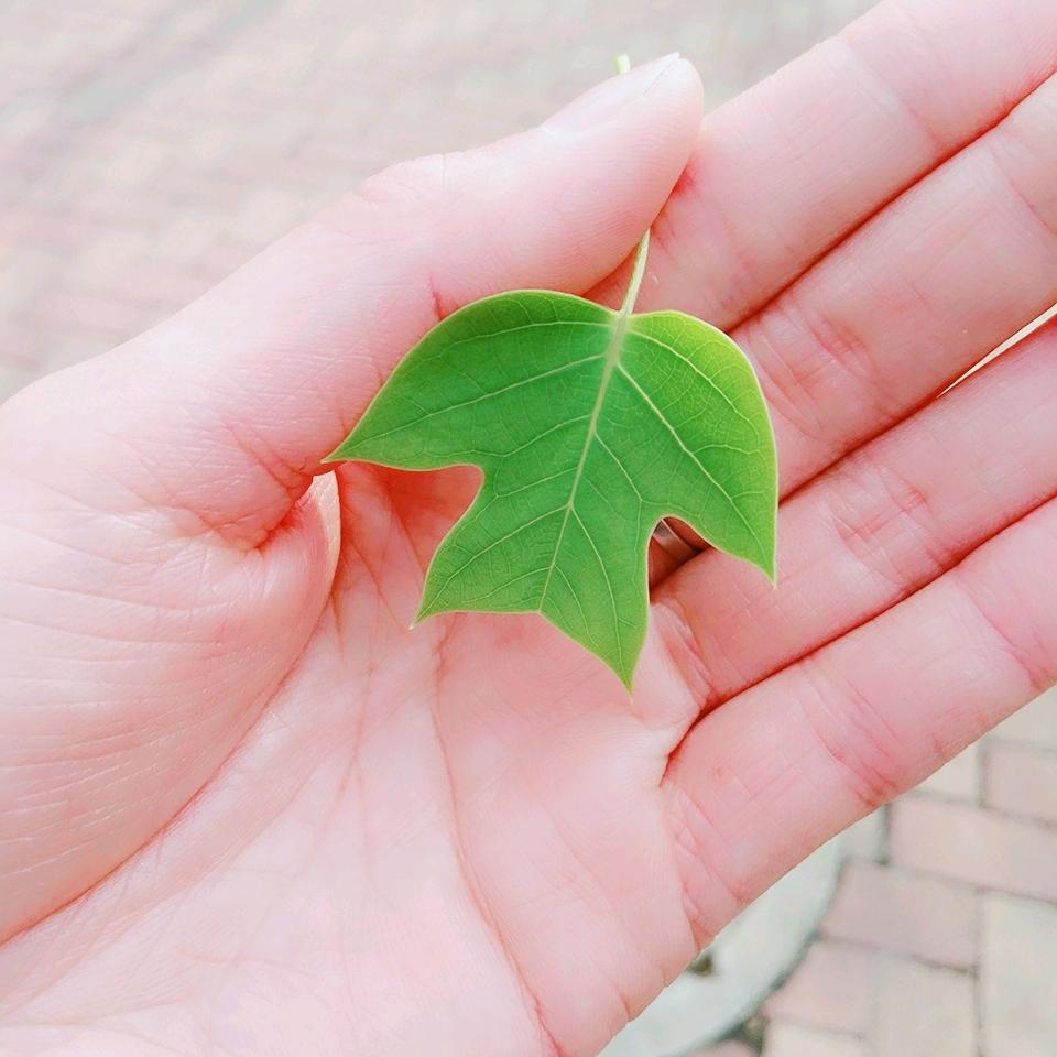 Z L