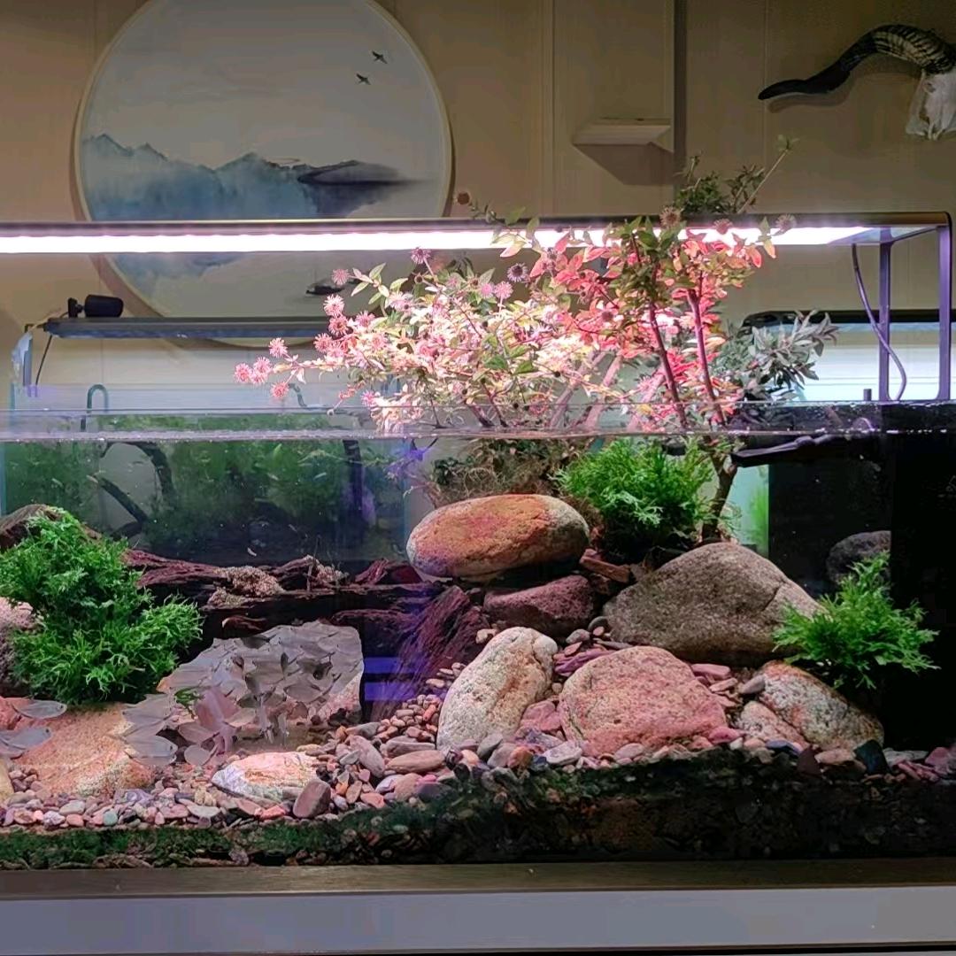 萧绍可丽爱水族