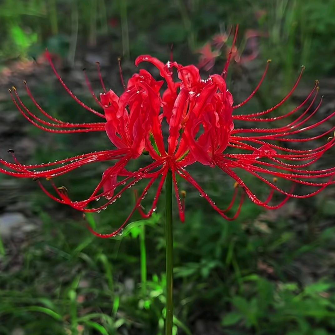 ૮ . 邝 ̫ . ა