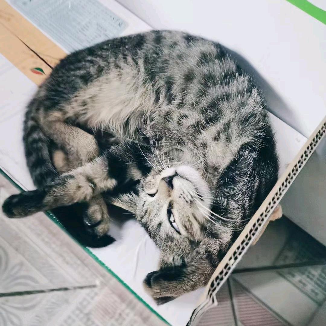 小斌