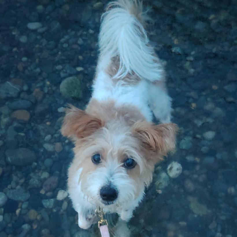 黄白豆沙（潦草版）