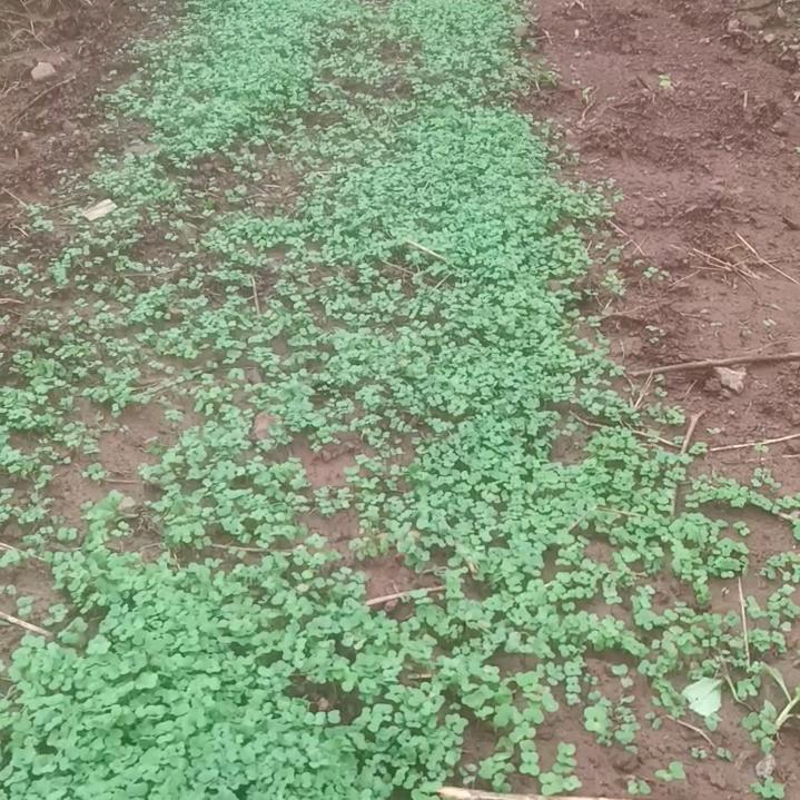 跑的快不定时开播明天要开播