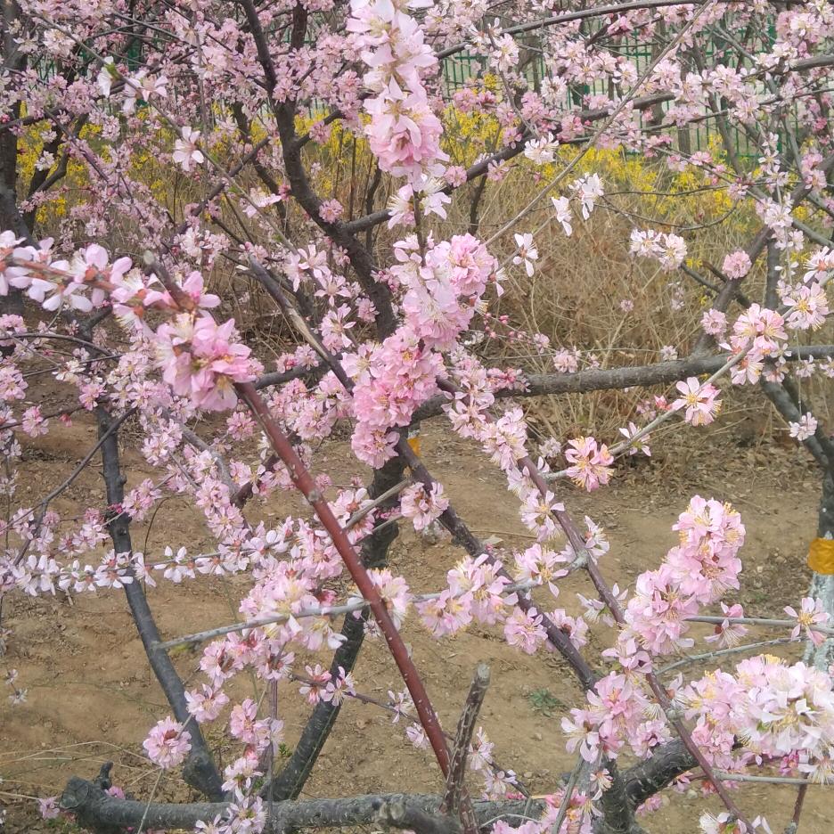 钢筋工,小高