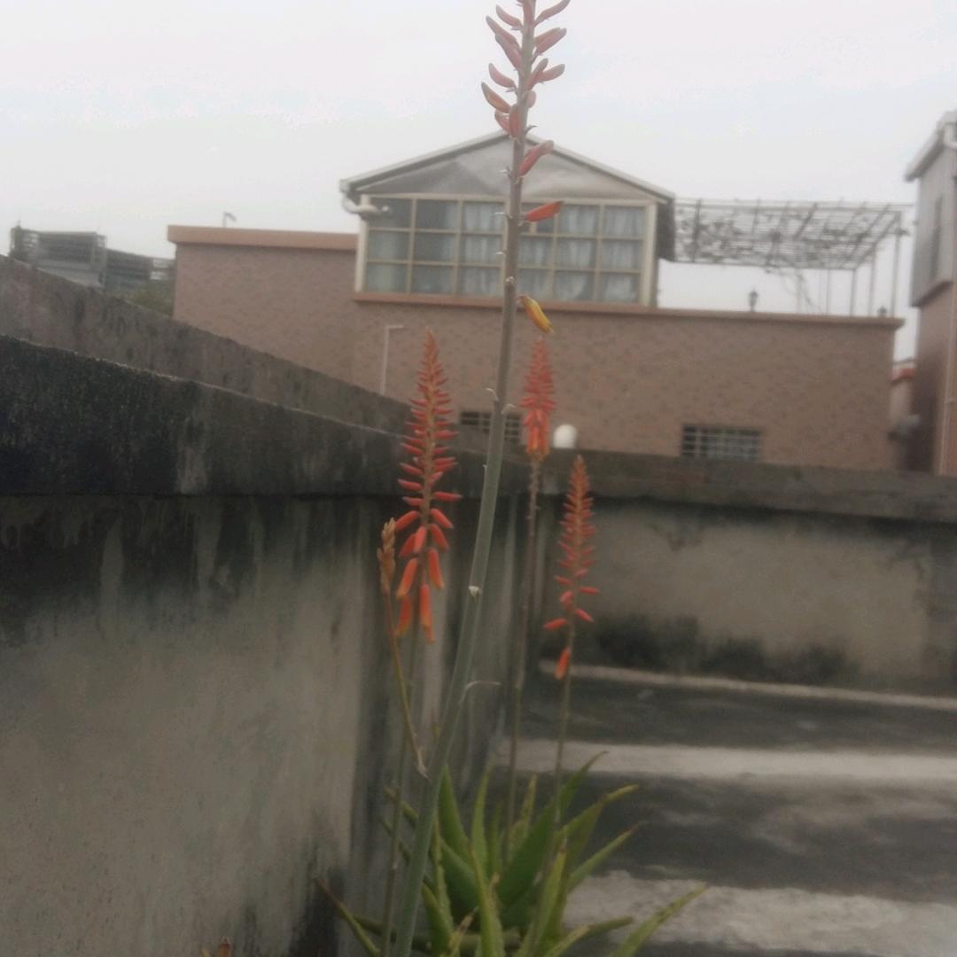 得乐