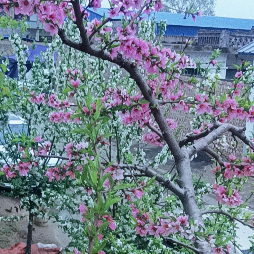 雨森奶奶