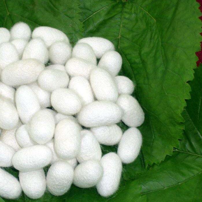 天龙公司-种桑养蚕服务号