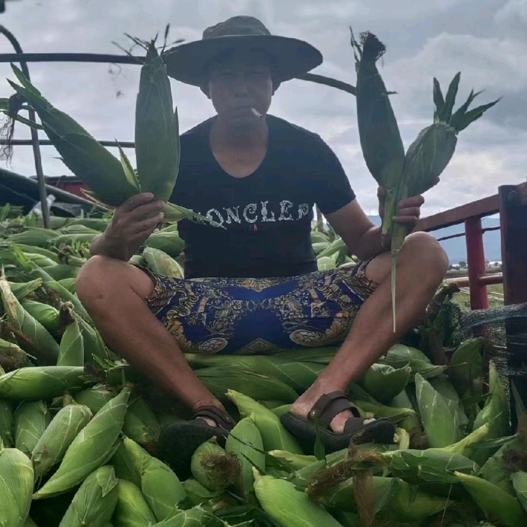 云南玉米蔬菜代办文哥
