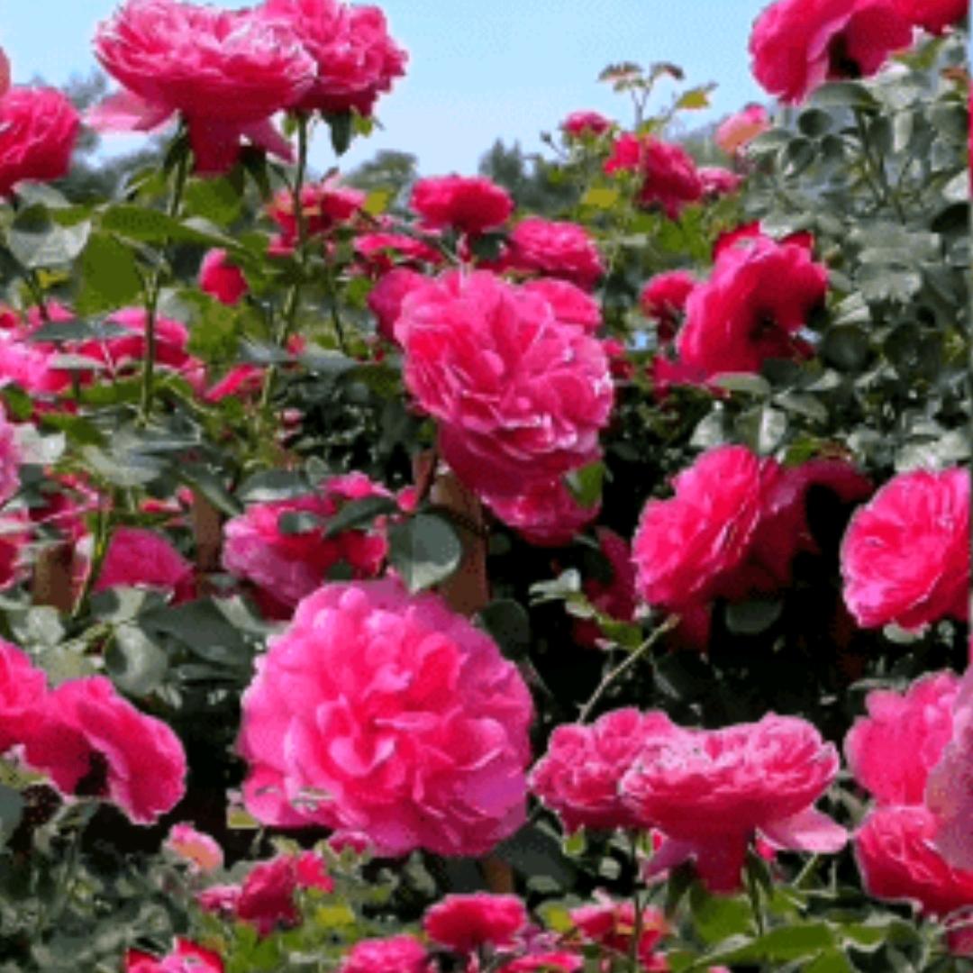 ♥♥^O^余生♥有你♥足♥够♥