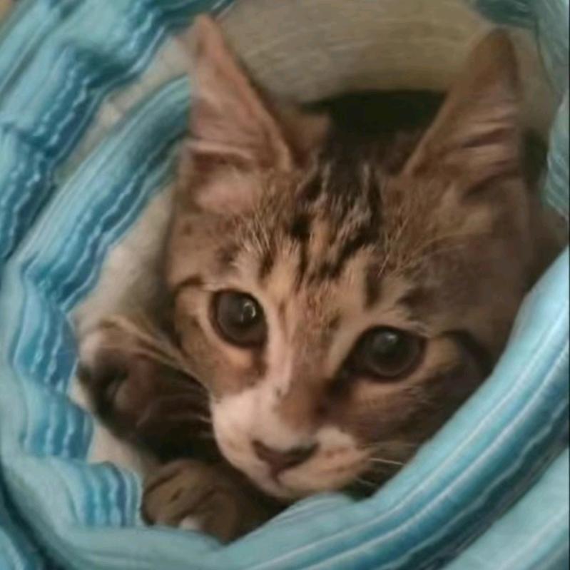 冷漠的黑八（聋人）