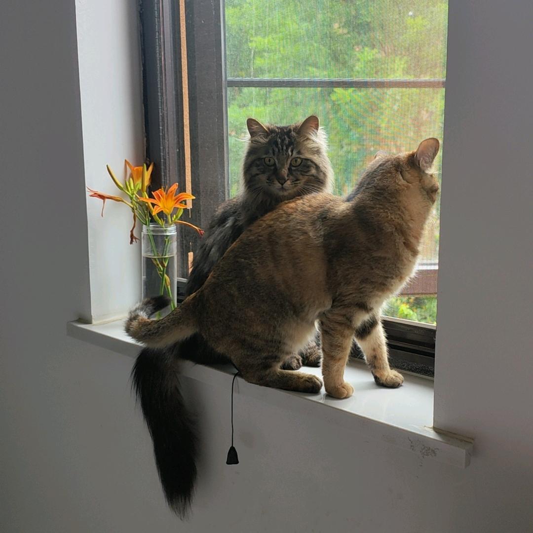 宠物故事陪伴屋