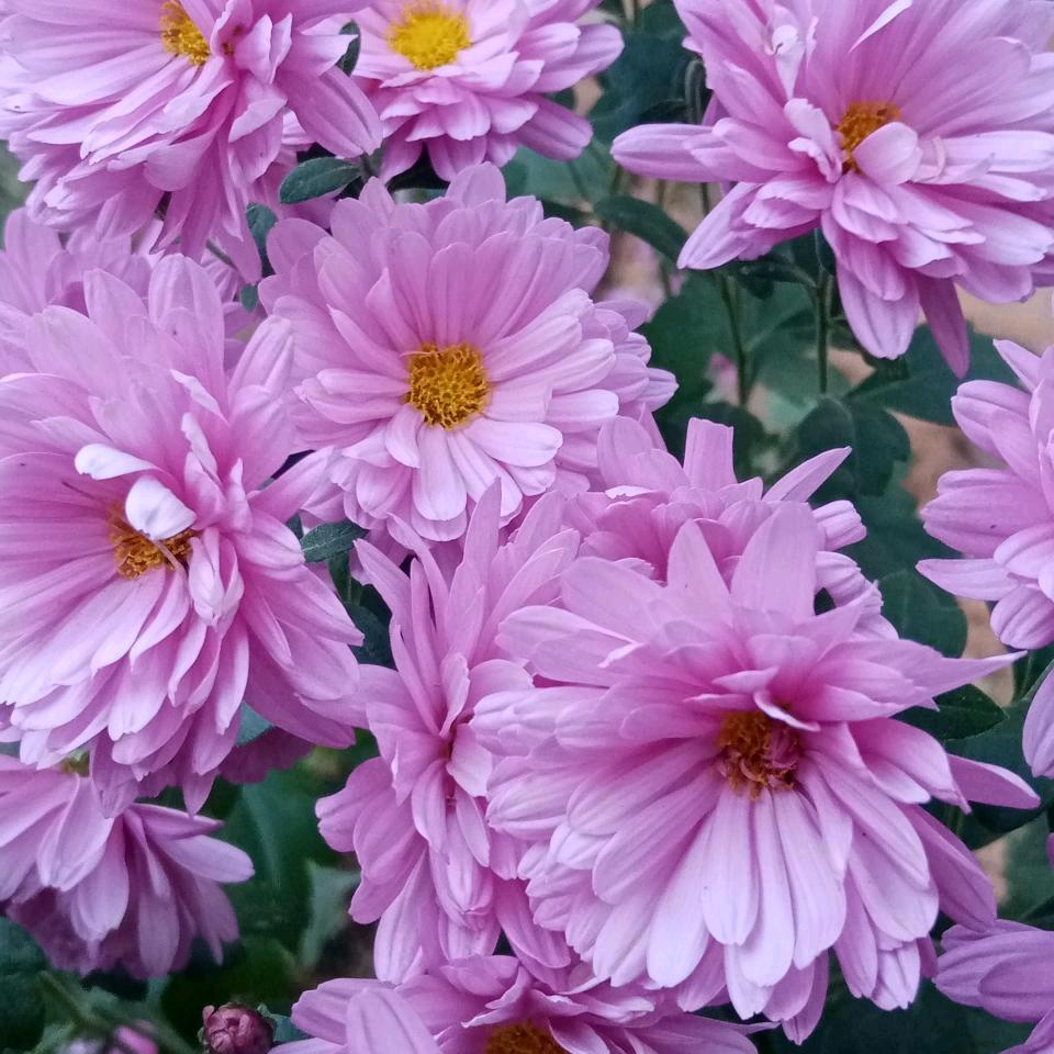 沙