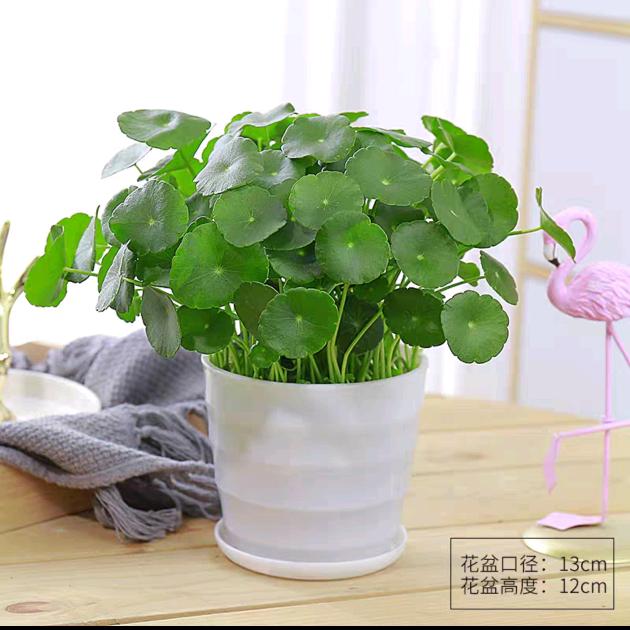 平安是福