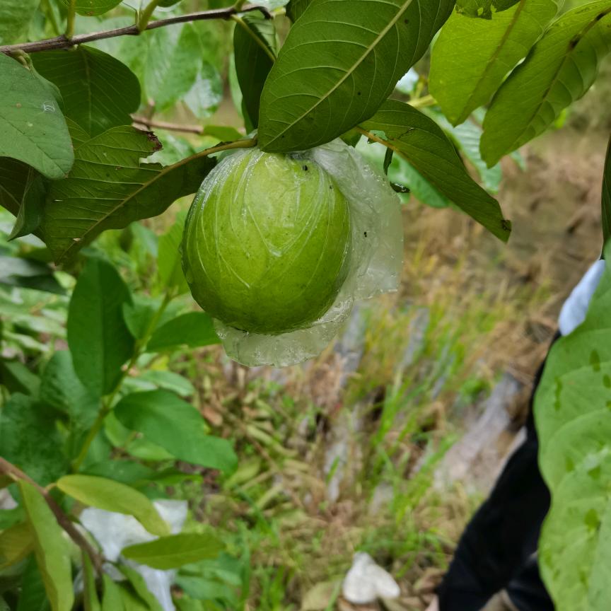番石榴