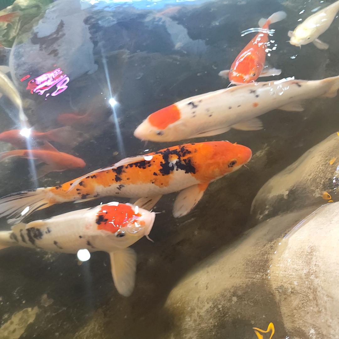 开心✧٩(ˊωˋ*)و✧