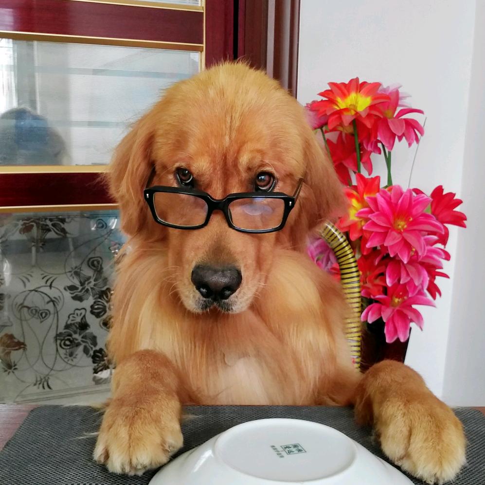大金毛贺禄来