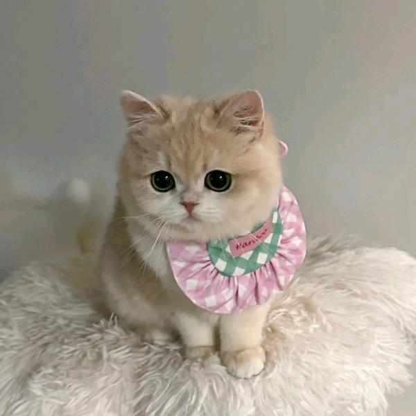 小憨包
