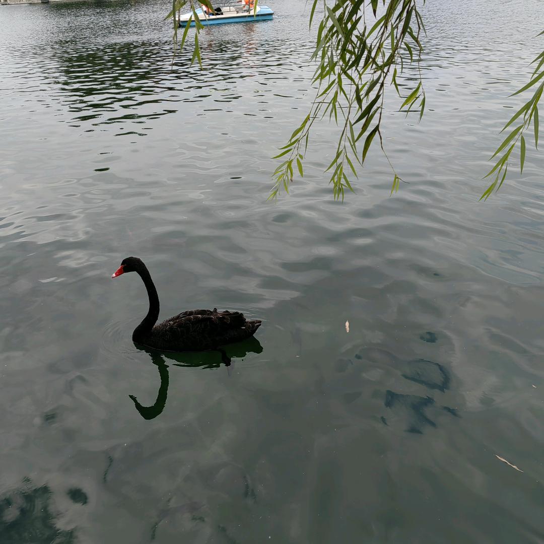 不会游泳的鱼