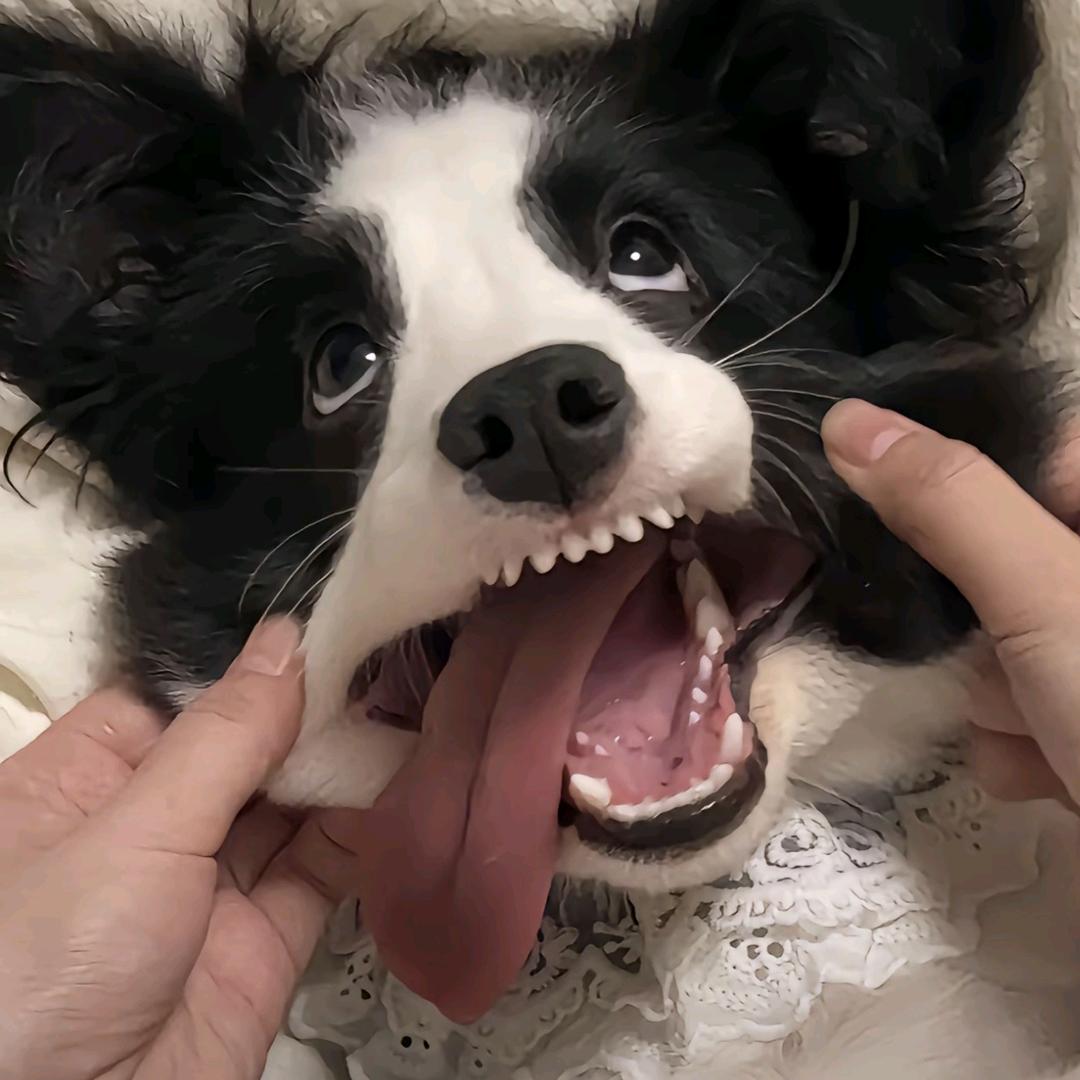 老陈醋