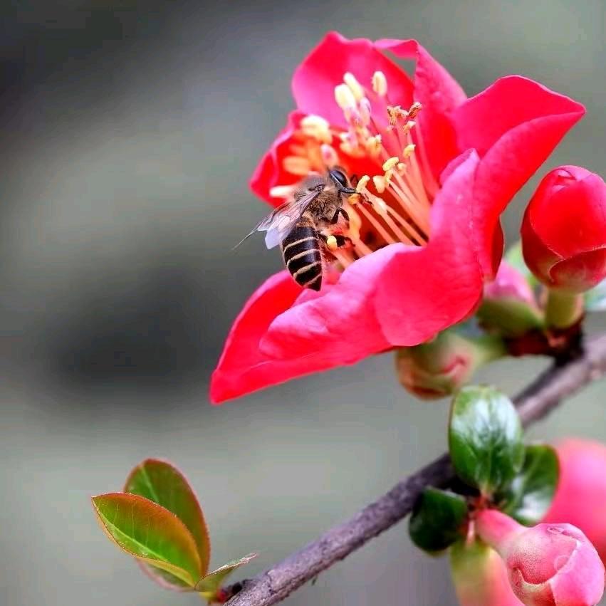 王大蕾
