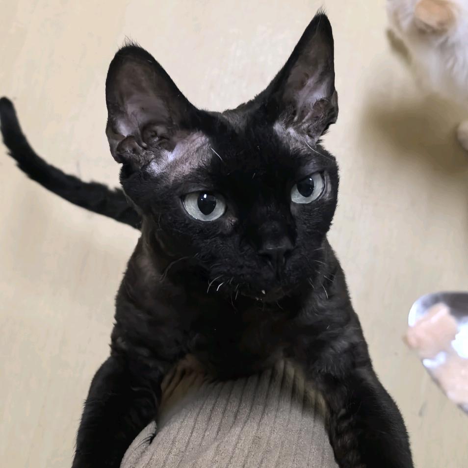 如期想养猫