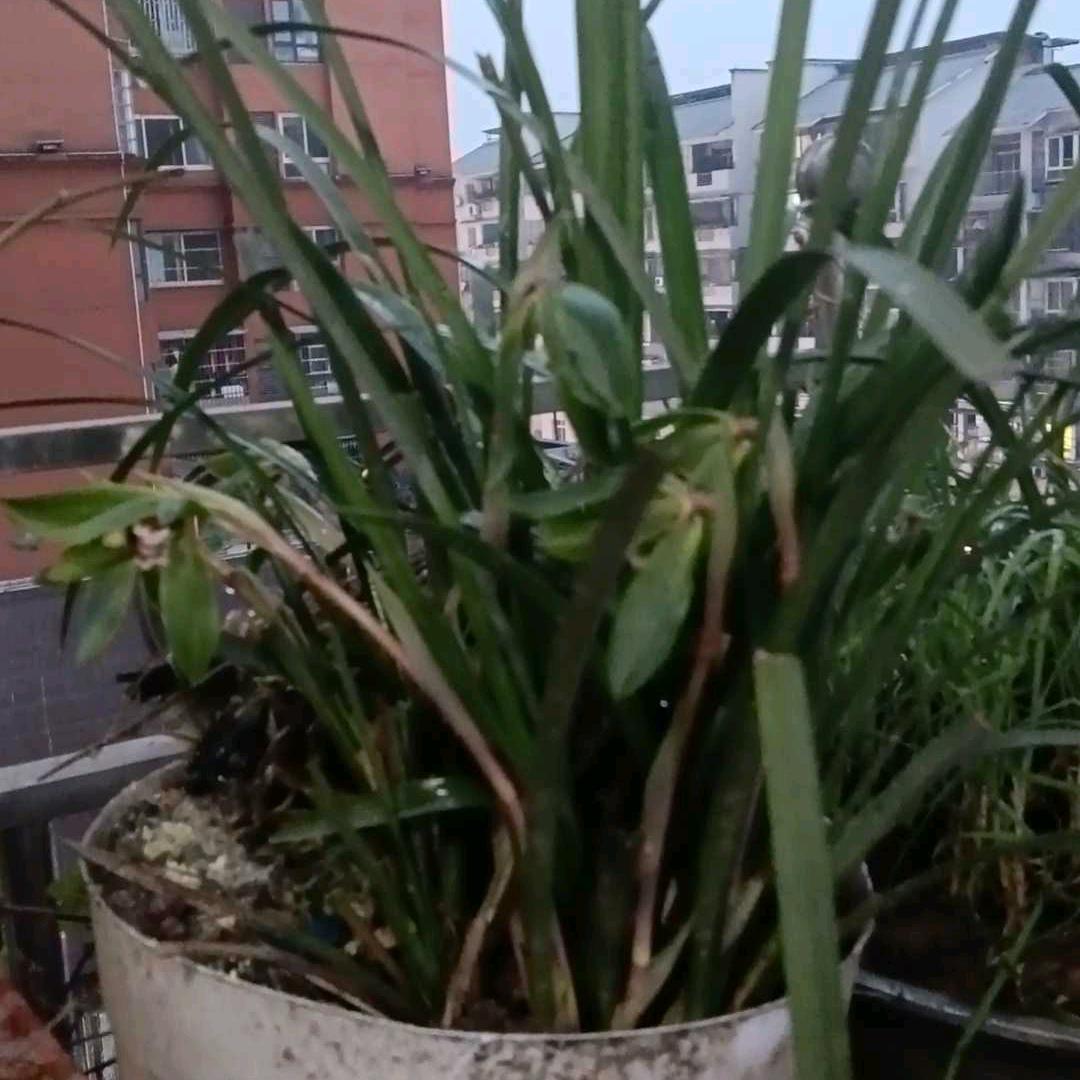 农民大哥