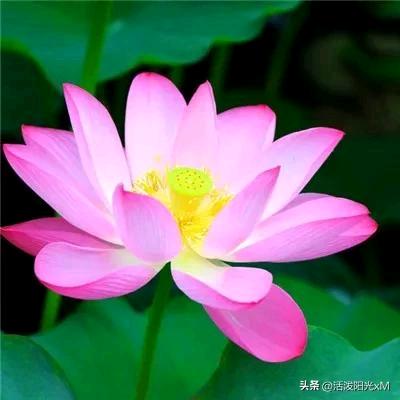 我是小苦瓜.