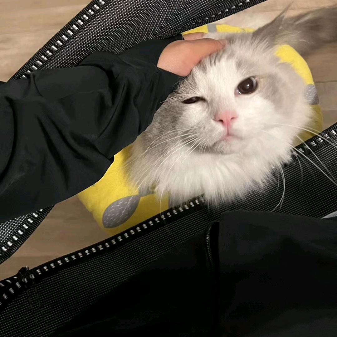@喵星人