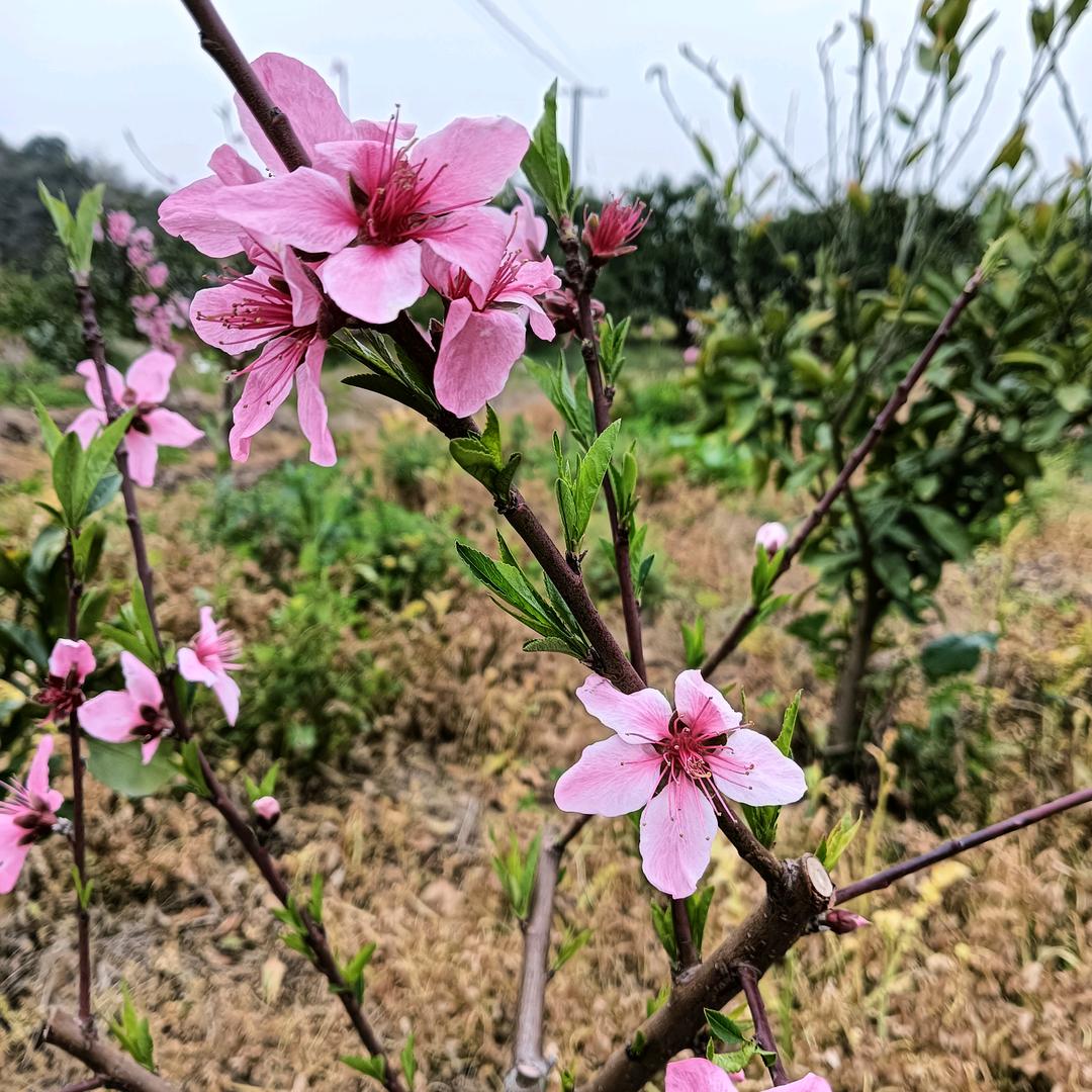 任王子
