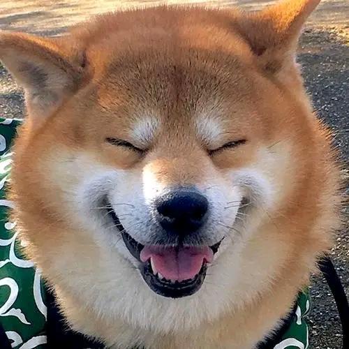 九月是条狗🍀