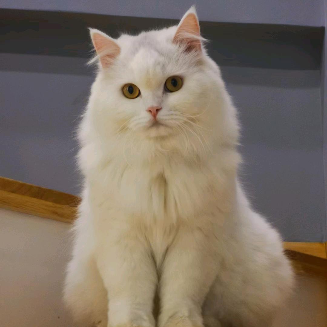 亨仔是只猫
