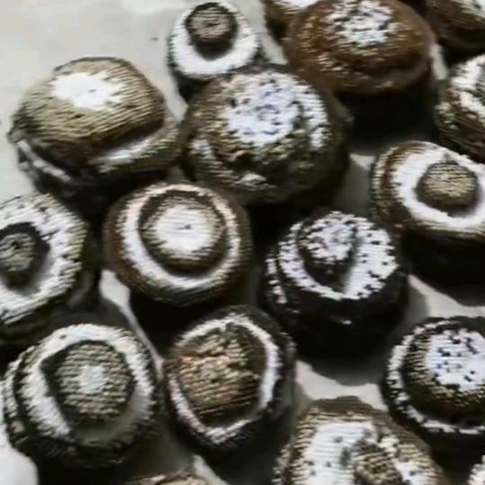 惠州惠阳淡水白石，马蜂蛹批发零售