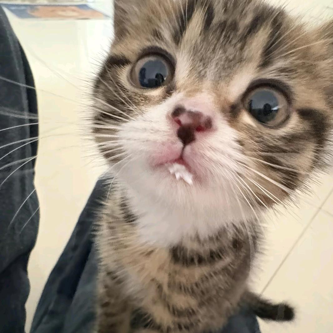 ˗ˋˏ•ᴗ•ˎˊ˗