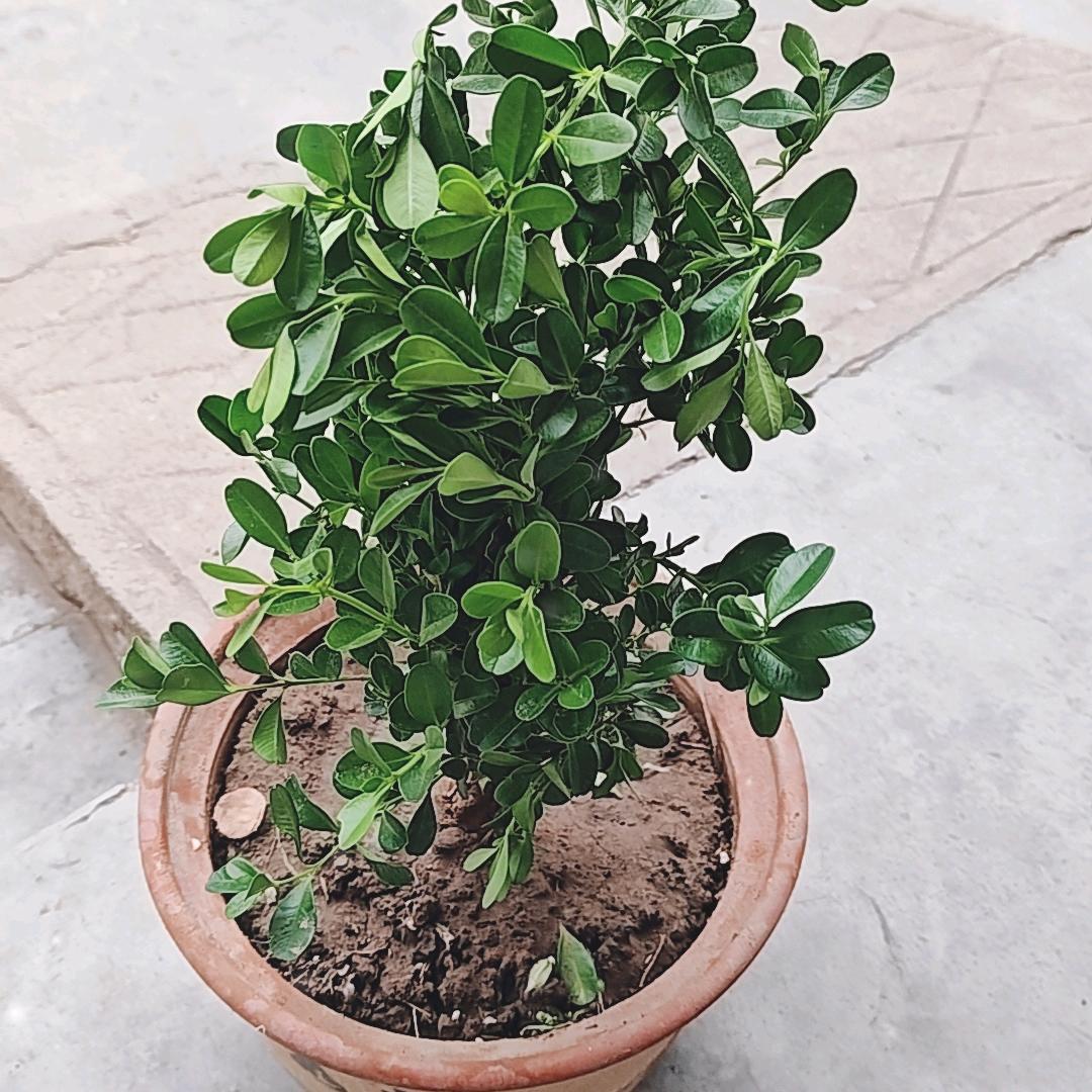 君君妈C20....开播)