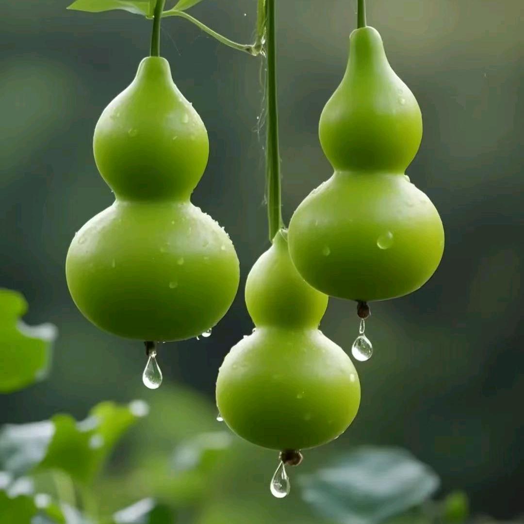 金玲农村好物分享