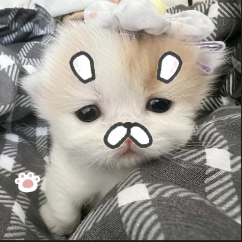 ⌯>ᴗo⌯