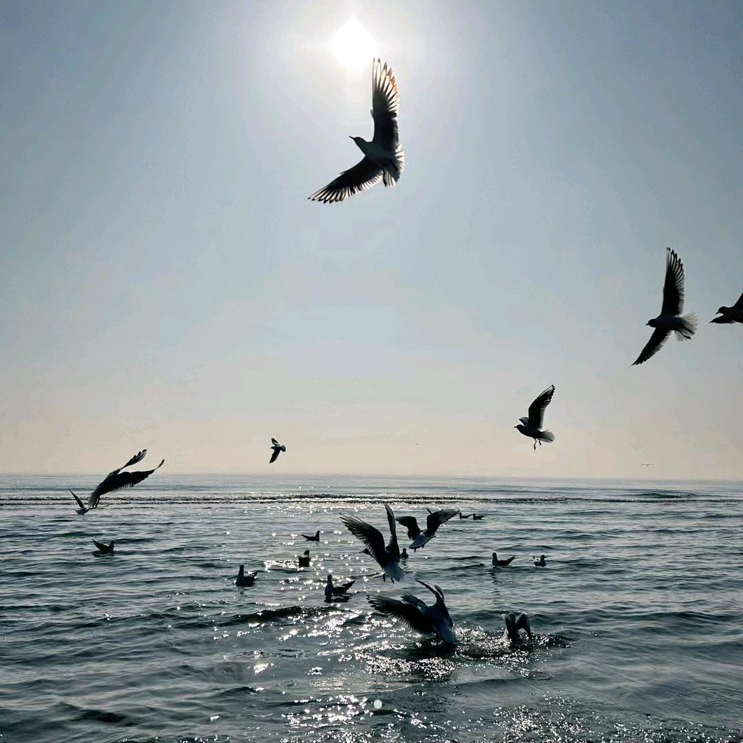 向着太阳迎着光