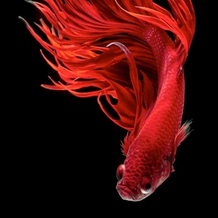 一生平安🍎🐬🐠🍓