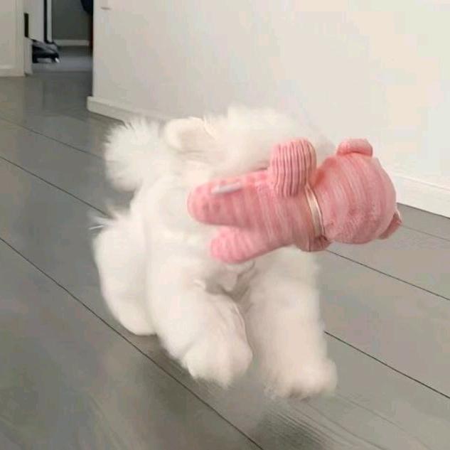 丸子睡不醒🍡