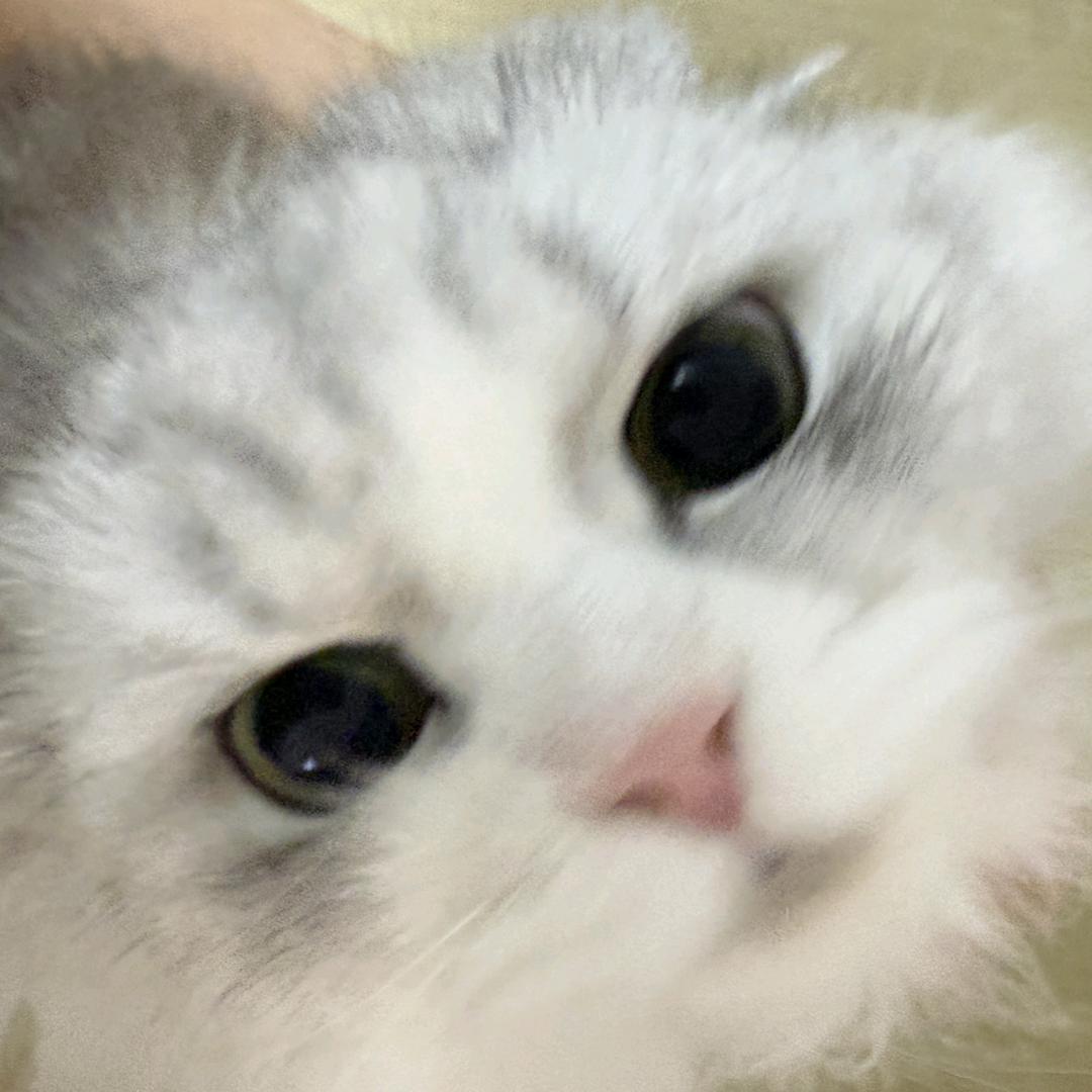 海豹丢